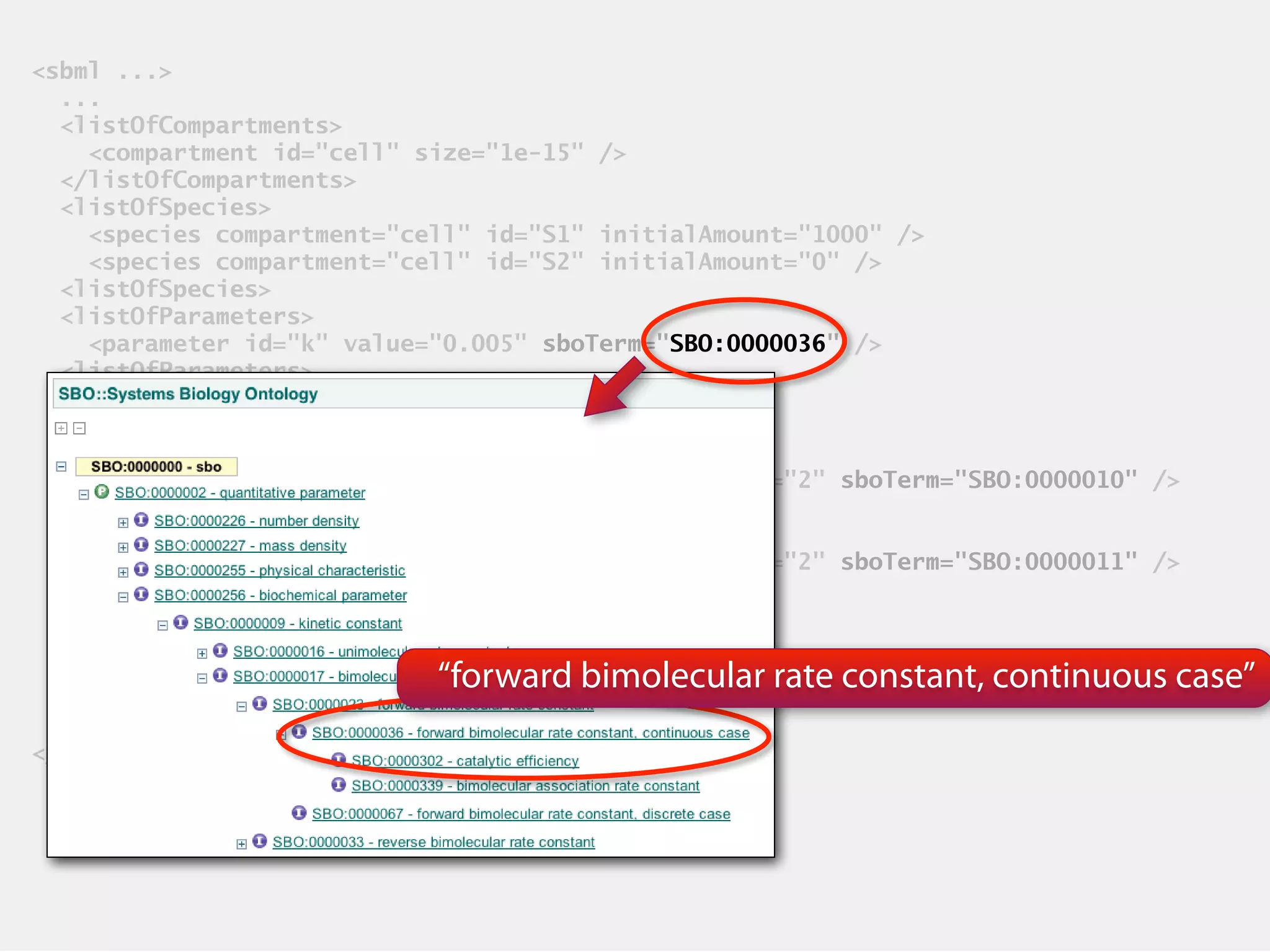 sbml ... 
... 
listOfCompartments 
compartment id=cell size=1e-15 / 
/listOfCompartments 
listOfSpecies 
species compartment=cell id=S1 initialAmount=1000 / 
species compartment=cell id=S2 initialAmount=0 / 
listOfSpecies 
listOfParameters 
parameter id=k value=0.005 sboTerm=0000036 / 
listOfParameters 
listOfReactions 
reaction id=r1 reversible=false 
listOfReactants 
speciesReference species=S1 stoichiometry=2 sboTerm=SBO:0000010 / 
/listOfReactants 
listOfProducts 
speciesReference species=S1 stoichiometry=2 sboTerm=SBO:0000011 / 
/listOfProducts 
kineticLaw sboTerm=SBO:0000052 
math 
... 
math 
... 
/sbml 
SBO:0000036 
“forward bimolecular rate constant, continuous case” 
 