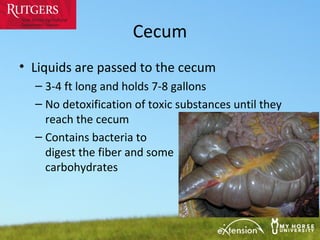 MHU/HQ September 2012: Digestive Anatomy | PPT