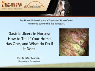 My Horse University and eXtension’s HorseQuest
              welcome you to this live Webcast.



 Gastric Ulcers in Horses:
 How to Tell if Your Horse
Has One, and What do Do if
          it Does

      Dr. Jenifer Nadeau
       University of Connecticut
 