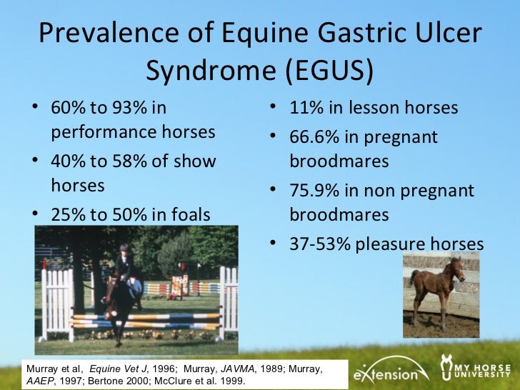 Gastric Ulcers How to Tell if Your Horse Has One, and What to Do if