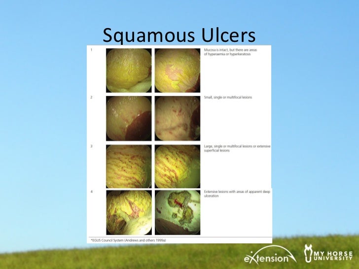 Gastric Ulcers How to Tell if Your Horse Has One, and What to Do if