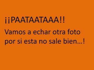 	¡¡PAATAATAAA!! 	Vamos a echar otra foto por si esta no sale bien…! 