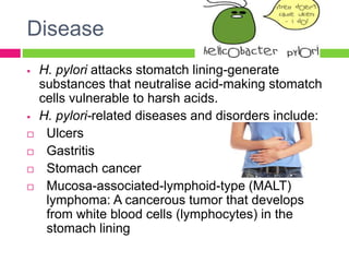 Disease
 H. pylori attacks stomatch lining-generate
substances that neutralise acid-making stomatch
cells vulnerable to harsh acids.
 H. pylori-related diseases and disorders include:
 Ulcers
 Gastritis
 Stomach cancer
 Mucosa-associated-lymphoid-type (MALT)
lymphoma: A cancerous tumor that develops
from white blood cells (lymphocytes) in the
stomach lining
 