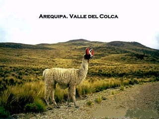 Arequipa. Valle del Colca .  