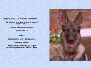 Después, nada.....todo quedo en silencio. Ya no supe mas de mi, pero te juro mi querido amo,  que mi ultimo pensamiento ¡FUE PARA TI! "LOBO" Se fue al cielo un 24 de diciembre  Causa de muerte: Asfixia en la cámara de gas... ¡por decisión expresa de su AMADO AMO!  