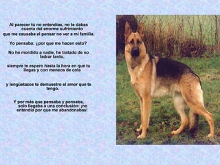 Al parecer tú no entendías, no te dabas cuenta del enorme sufrimiento  que me causaba el pensar no ver a mi familia. Yo pensaba: ¿por que me hacen esto?  No he mordido a nadie, he tratado de no ladrar tanto,  siempre te espero hasta la hora en que tu llegas y con meneos de cola  y lengüetazos te demuestro el amor que te tengo. Y por más que pensaba y pensaba, solo llegaba a una conclusión: ¡no entendía por que me abandonabas!  