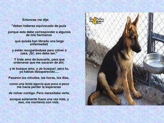 Entonces me dije:  "deben haberse equivocado de jaula  porque esta debe corresponder a algunos de mis hermanos  que quizás han librado una larga enfermedad  y están recuperándose para volver a casa. ¡Si!, eso debe ser."  Y trate amo de buscarte, para que ordenaras que me sacaran de ahí;  y te busque amo, y ¡te busque!, pero tu, ya habías desaparecido..... Pasaron los minutos, las horas, los días,  como una lenta agonía que poco a poco me hacia perder la esperanza  de volver contigo. Pero necesitaba verte, aunque solamente fuera una vez más, y eso, me mantenía con vida.   