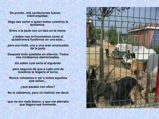 De pronto, mis cavilaciones fueron interrumpidas;  llego ese señor a quien todos nosotros le temíamos.  Entro a la jaula con un lazo en la mano,  y todos nos arrinconamos como si quisiéramos fundirnos en uno solo... pero era inútil, uno a uno eran arrancados de la jaula. Después todo quedaba en silencio. Todos nos mirábamos atemorizados,  sin saber cual seria el siguiente  pero seguros de que a cada uno de nosotros le llegaría el turno. Nunca volvíamos a ver a todos aquellos que salían...  ¿que pasaba con ellos?  No lo sabíamos, pero mi instinto me decía  que no era nada bueno, y que me aterraba que llegara ese momento. 