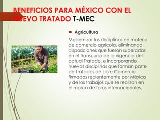BENEFICIOS PARA MÉXICO CON EL
NUEVO TRATADO T-MEC
 Agricultura
Modernizar las disciplinas en materia
de comercio agrícola, eliminando
disposiciones que fueron superadas
en el transcurso de la vigencia del
actual Tratado, e incorporando
nuevas disciplinas que forman parte
de Tratados de Libre Comercio
firmados recientemente por México
y de los trabajos que se realizan en
el marco de foros internacionales.
 