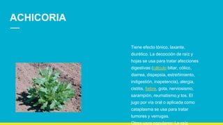 ACHICORIA
Tiene efecto tónico, laxante,
diurético. La decocción de raíz y
hojas se usa para tratar afecciones
digestivas (cálculo biliar, cólico,
diarrea, dispepsia, estreñimiento,
indigestión, inapetencia), alergia,
cistitis, fiebre, gota, nerviosismo,
sarampión, reumatismo,y tos. El
jugo por vía oral o aplicada como
cataplasma se usa para tratar
tumores y verrugas.
Otros usos populares: La raíz
 