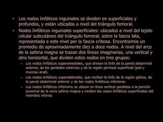 • Los nodos linfáticos inguinales se dividen en superficiales y 
profundos, y están ubicados a nivel del triángulo femoral. 
• Nodos linfáticos inguinales superficiales: ubicados a nivel del tejido 
celular subcutáneo del triángulo femoral, sobre la fascia lata, 
representada a este nivel por la fascia cribosa. Encontramos un 
promedio de aproximadamente diez a doce nodos. A nivel del arco 
de la safena magna se trazan dos líneas imaginarias, una vertical y 
otra horizontal, que dividen estos nodos en tres grupos: 
– Los nodos linfáticos superomediales, que drenan la linfa de la pared abdominal 
anterior, de los genitales externos y de la región perineal superficial (piel y 
mucosa anal). 
– Los nodos linfáticos superolaterales, que reciben la linfa de la región glútea, de 
la pared abdominal anterior y de los nodos linfáticos inferiores. 
– Los nodos linfáticos inferiores se ubican en línea vertical paralelos a la porción 
proximal de la vena safena magna y reciben los vasos linfáticos superficiales del 
miembro inferior. 
 