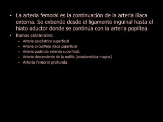 • La arteria femoral es la continuación de la arteria ilíaca 
externa. Se extiende desde el ligamento inguinal hasta el 
hiato aductor donde se continúa con la arteria poplítea. 
• Ramas colaterales: 
– Arteria epigástrica superficial 
– Arteria circunfleja ilíaca superficial 
– Arteria pudenda externa superficial. 
– Arteria descendente de la rodilla [anastomótica magna] 
– Arteria femoral profunda. 
 
