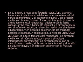• En su origen, a nivel de la laguna vascular, la arteria 
femoral está relacionada: adelante con el ramo femoral del 
nervio genitofemoral y el ligamento inguinal y en dirección 
medial con la vena femoral. A nivel del triángulo femoral la 
arteria femoral está relacionada: adelante con la fascia 
cribosa, arriba con el ligamento inguinal, en dirección lateral 
con el músculo sartorio, en dirección medial con el músculo 
aductor largo, y en dirección posterior con los músculos 
pectíneo e iliopsoas. A continuación, a nivel del conducto 
aductor, la arteria femoral está relacionada: en dirección 
medial con el músculo aductor mayor y el tabique 
intermuscular anteromedial, en dirección lateral con el 
músculo vasto medial, atrás con la vena femoral y el tendón 
del aductor mayor, y en dirección anterior con el músculo 
sartorio. 
 
