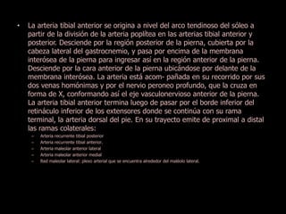 • La arteria tibial anterior se origina a nivel del arco tendinoso del sóleo a 
partir de la división de la arteria poplítea en las arterias tibial anterior y 
posterior. Desciende por la región posterior de la pierna, cubierta por la 
cabeza lateral del gastrocnemio, y pasa por encima de la membrana 
interósea de la pierna para ingresar así en la región anterior de la pierna. 
Desciende por la cara anterior de la pierna ubicándose por delante de la 
membrana interósea. La arteria está acom- pañada en su recorrido por sus 
dos venas homónimas y por el nervio peroneo profundo, que la cruza en 
forma de X, conformando así el eje vasculonervioso anterior de la pierna. 
La arteria tibial anterior termina luego de pasar por el borde inferior del 
retináculo inferior de los extensores donde se continúa con su rama 
terminal, la arteria dorsal del pie. En su trayecto emite de proximal a distal 
las ramas colaterales: 
– Arteria recurrente tibial posterior 
– Arteria recurrente tibial anterior. 
– Arteria maleolar anterior lateral 
– Arteria maleolar anterior medial 
– Red maleolar lateral: plexo arterial que se encuentra alrededor del maléolo lateral. 
 