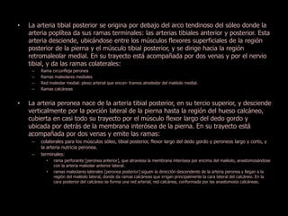 • La arteria tibial posterior se origina por debajo del arco tendinoso del sóleo donde la 
arteria poplítea da sus ramas terminales: las arterias tibiales anterior y posterior. Esta 
arteria desciende, ubicándose entre los músculos flexores superficiales de la región 
posterior de la pierna y el músculo tibial posterior, y se dirige hacia la región 
retromaleolar medial. En su trayecto está acompañada por dos venas y por el nervio 
tibial, y da las ramas colaterales: 
– Rama circunfleja peronea 
– Ramas maleolares mediales 
– Red maleolar medial: plexo arterial que encon- tramos alrededor del maléolo medial. 
– Ramas calcáneas 
• La arteria peronea nace de la arteria tibial posterior, en su tercio superior, y desciende 
verticalmente por la porción lateral de la pierna hasta la región del hueso calcáneo, 
cubierta en casi todo su trayecto por el músculo flexor largo del dedo gordo y 
ubicada por detrás de la membrana interósea de la pierna. En su trayecto está 
acompañada por dos venas y emite las ramas: 
– colaterales para los músculos sóleo, tibial posterior, flexor largo del dedo gordo y peroneos largo y corto, y 
la arteria nutricia peronea. 
– terminales: 
• rama perforante [peronea anterior], que atraviesa la membrana interósea por encima del maléolo, anastomosándose 
con la arteria maleolar anterior lateral. 
• ramas maleolares laterales [peronea posterior] siguen la dirección descendente de la arteria peronea y llegan a la 
región del maléolo lateral, donde da ramas calcáneas que irrigan principalmente la cara lateral del calcáneo. En la 
cara posterior del calcáneo se forma una red arterial, red calcánea, conformada por las anastomosis calcáneas. 
 