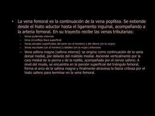 • La vena femoral es la continuación de la vena poplítea. Se extiende 
desde el hiato aductor hasta el ligamento inguinal, acompañando a 
la arteria femoral. En su trayecto recibe las venas tributarias: 
– Venas pudendas externas 
– Vena circunfleja ilíaca superficial 
– Venas dorsales superficiales del pene (en el hombre) y del clítoris (en la mujer) 
– Venas escrotales (en el hombre) o labiales (en la mujer) anteriores 
– Vena safena magna [safena interna]: se origina como continuación de la vena 
dorsal medial, por delante del maléolo medial. Asciende verticalmente por la 
cara medial de la pierna y de la rodilla, acompañada por el nervio safeno. A 
nivel del muslo, se encuentra en la porción superficial del triángulo femoral, 
forma el arco de la safena magna y finalmente atraviesa la fascia cribosa por el 
hiato safeno para terminar en la vena femoral. 
 