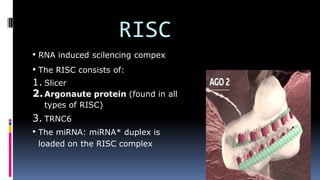 Mi Rna Risc mi%20rna%20%20FINAL.pptx