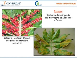 13
Cafeeiro – cultivar ‘Oeiras'
resistente a Hemileia
vastatrix
Exemplo
Centro de Investigação
das Ferrugens do Cafeeiro
- Oeiras
 