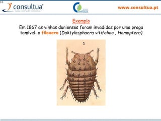 16
Exemplo
Em 1867 as vinhas durienses foram invadidas por uma praga
temível: a filoxera (Daktylosphaera vitifoliae , Homoptera)
 