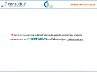  Este grave problema só foi ultrapassado quando as videiras europeias
começaram a ser enxertadasem Vitis de origem norte-americana
http://revistaepoca.globo.com/Revista/Epoca/0,,ERT87973-15259-87973-3934,00.html
 