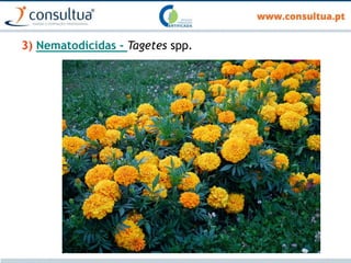 3) Nematodicidas - Tagetes spp.
 