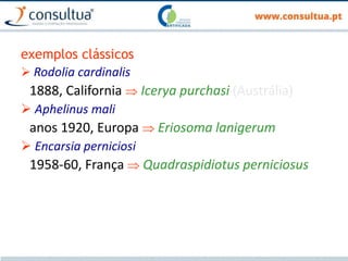 exemplos clássicos
 Rodolia cardinalis
1888, California  Icerya purchasi (Austrália)
 Aphelinus mali
anos 1920, Europa  Eriosoma lanigerum
 Encarsia perniciosi
1958-60, França  Quadraspidiotus perniciosus
 