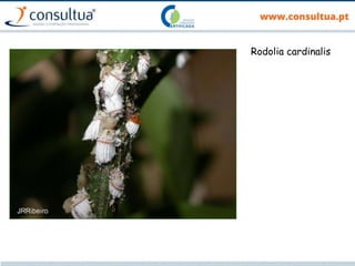 Rodolia cardinalis
 