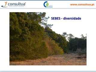 SEBES - diversidade
 