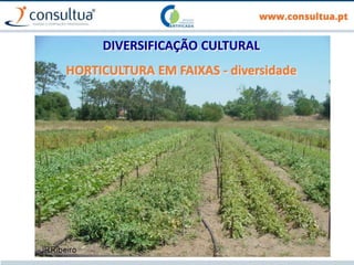 39
DIVERSIFICAÇÃO CULTURAL
HORTICULTURA EM FAIXAS - diversidade
 