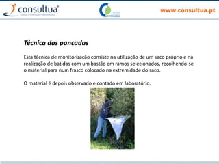 Técnica das pancadas
Esta técnica de monitorização consiste na utilização de um saco próprio e na
realização de batidas com um bastão em ramos selecionados, recolhendo-se
o material para num frasco colocado na extremidade do saco.
O material é depois observado e contado em laboratório.
 