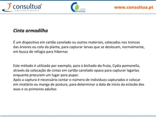 Cinta armadilha
É um dispositivo em cartão canelado ou outros materiais, colocados nos troncos
das árvores ou colo da planta, para capturar larvas que se deslocam, normalmente,
em busca de refúgio para hibernar.
Este método é utilizado por exemplo, para o bichado-da-fruta, Cydia pomonella,
através da colocação de cintas em cartão canelado opaco para capturar lagartas
enquanto procuram um lugar para pupar.
Após a captura é necessário contar o número de indivíduos capturados e colocar
em insetário ou manga de postura, para determinar a data de início da eclosão dos
ovos e os primeiros adultos
 