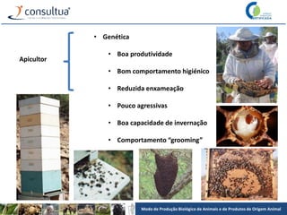 Modo de Produção Biológico de Animais e de Produtos de Origem Animal
Apicultor
• Genética
• Boa produtividade
• Bom comportamento higiénico
• Reduzida enxameação
• Pouco agressivas
• Boa capacidade de invernação
• Comportamento “grooming”
 