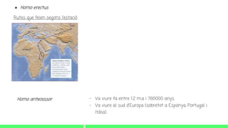 ● Homo erectus
Rutes que feien segons l’estació
Homo antecessor - Va viure fa entre 1.2 m.a i 780000 anys.
- Va viure al sud d'Europa (sobretot a Espanya, Portugal i
Itàlia).
 