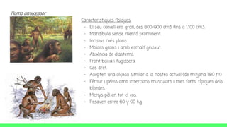 Homo antecessor
Característiques físiques.
- El seu cervell era gran, des 800-900 cm3 fins a 1.100 cm3.
- Mandíbula sense mentó prominent.
- Incisius més plans.
- Molars grans i amb esmalt gruixut.
- Absència de diastema.
- Front baixa i fugissera.
- Cos dret.
- Adopten una alçada similar a la nostra actual (de mitjana 1,80 m)
- Fèmur i pelvis amb insercions musculars i mes forts, típiques dels
bípedes.
- Menys pèl en tot el cos.
- Pesaven entre 60 y 90 kg.
 