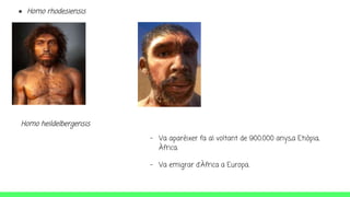 ● Homo rhodesiensis
Homo heildelbergensis
- Va aparèixer fa al voltant de 900.000 anys,a Etiòpia,
Àfrica.
- Va emigrar d'Àfrica a Europa.
 