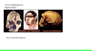 Homo heildelbergensis
Registre fòssil
Homo neanderthalensis
 