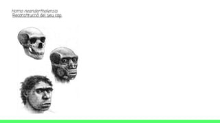 Homo neanderthalensis
Reconstrucció del seu cap.
 