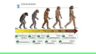Línia de l’evolució.
 