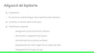 Adquisició del bipidisme
❏ El bipidisme;
- És una de les característiques més importants dels homínids.
❏ Consisteix a caminar sobre el dos peus.
❏ Modificacions corporals:
-Allargament de les extremitats inferiors.
-Acurtament i eixaplament de la pelvis.
-Verticalització de la columna vertebral.
-Desplacament del forat magne fins a la base del crani.
-Allargament del dit polze del peu.
 