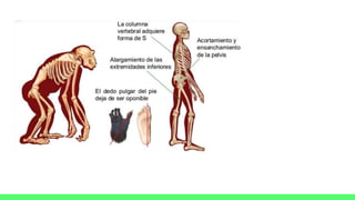 Origen i evolució de l'espècie humana