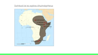 Distribució de les espècies d’Australopithecus
 