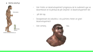 - Van tindre un desenvolupament progressiu de la sudoració, que va
desembocar en la pèrdua de pèl corporal i el desenvolupament del
- pèl del cap.
- Desapareixen els esbufecs, i els pulmons tenen un gran
desenvolupament.
- Van començar a respirar també pel nas.
● Homo erectus
 