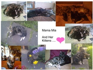 Mama Mia
And Her
Kittens ….
 