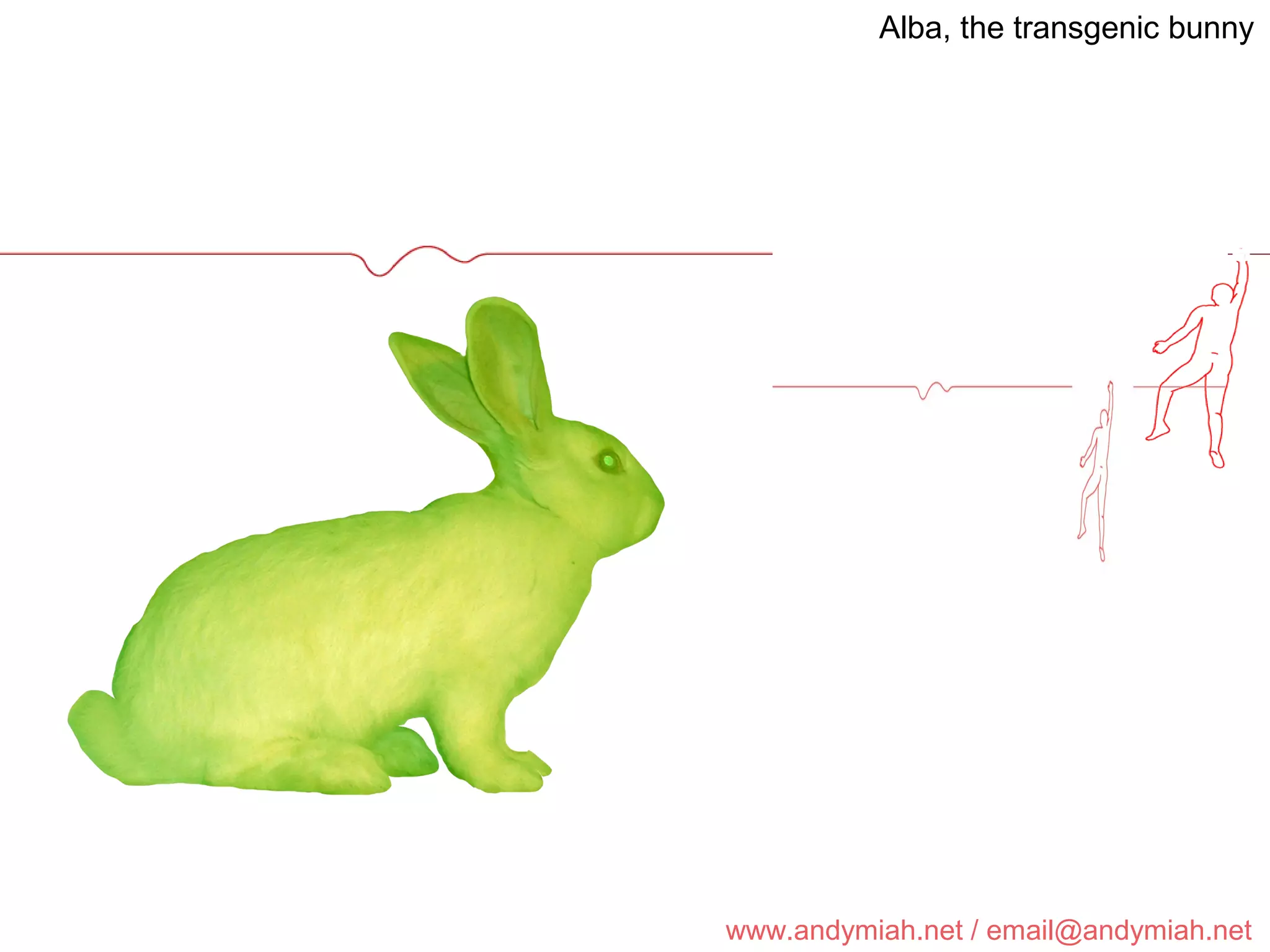 Alba, the transgenic bunny 