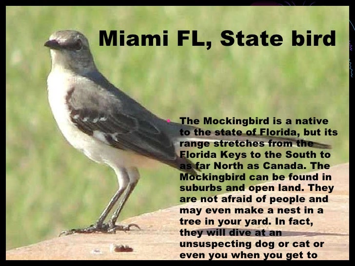 3 miami fl state bird