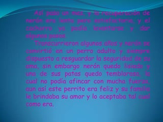 Así paso un mes, y la recuperación de
nerón era lenta pero satisfactoria, y el
cachorro ya podía levantarse y dar
algunos pasos.
   Transcurrieron algunos años y nerón se
convirtió en un perro adulto y siempre
dispuesto a resguardar la seguridad de su
ama, sin embargo nerón quedo lisiado y
una de sus patas quedo temblorosa, la
cual no podía afincar con mucha fuerza,
aun así este perrito era feliz y su familia
le brindaba su amor y lo aceptaba tal cual
como era.
 