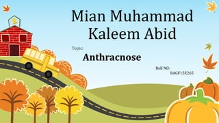 Mian Muhammad
Kaleem Abid
Topic:
Anthracnose
Roll NO:
BAGF15E265
 