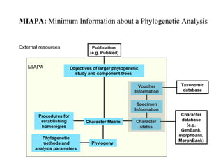 Objectives of larger phylogenetic
study and component trees
Character
states
Character Matrix
Phylogeny
Procedures for
establishing
homologies
Phylogenetic
methods and
analysis parameters
External resources Publication
(e.g. PubMed)
Character
database
(e.g.
GenBank,
morphbank,
MorphBank)
MIAPA
Taxonomic
database
Specimen
Information
Voucher
Information
MIAPA: Minimum Information about a Phylogenetic Analysis
 