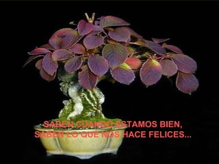 SABEN CUANDO ESTAMOS BIEN, SABEN LO QUE NOS HACE FELICES... 