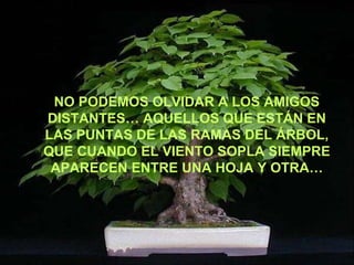 NO PODEMOS OLVIDAR A LOS AMIGOS DISTANTES… AQUELLOS QUE ESTÁN EN LAS PUNTAS DE LAS RAMAS DEL ÁRBOL, QUE CUANDO EL VIENTO SOPLA SIEMPRE APARECEN ENTRE UNA HOJA Y OTRA… 
